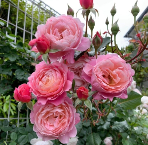  ����� �. �. ����� (Prix P. J. Redouté)