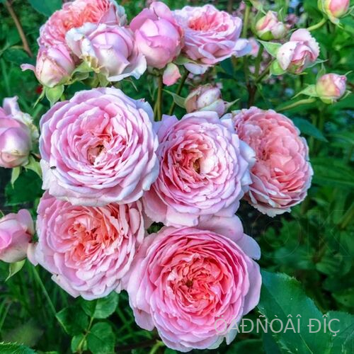 ������� ������ (Amandine Chanel)