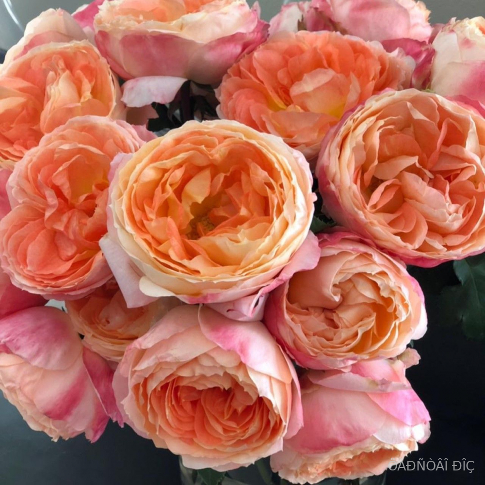 ��������� ���� (Princess Aiko)