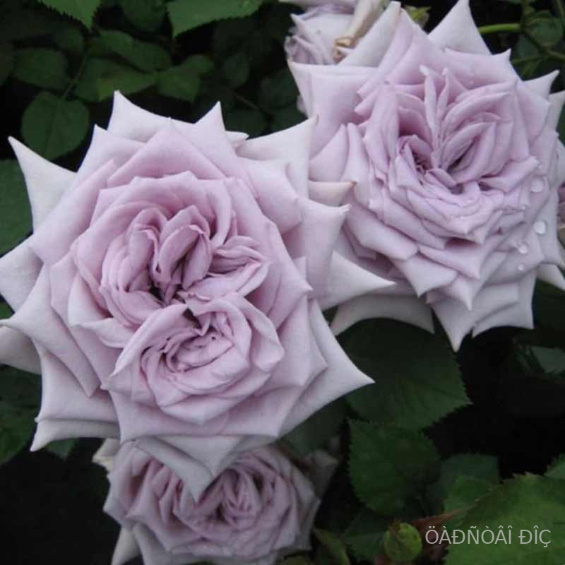 ����� ������� (Chateau Myrtille)