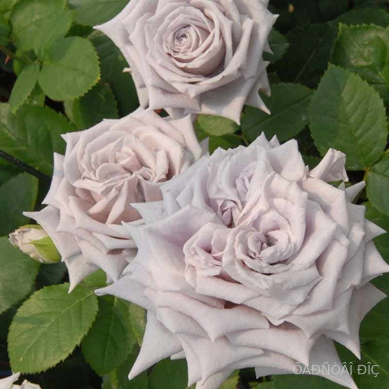 ����� ������� (Chateau Myrtille)