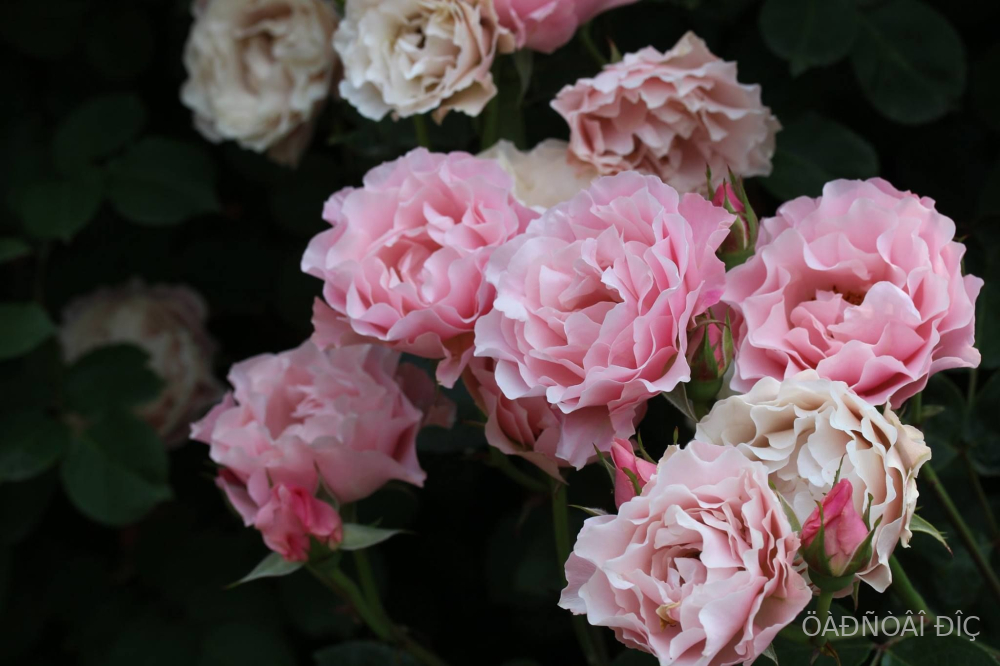 ����� (Porcelaine d�Orient)
