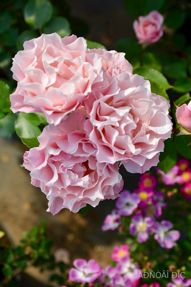 ����� (Porcelaine d�Orient)