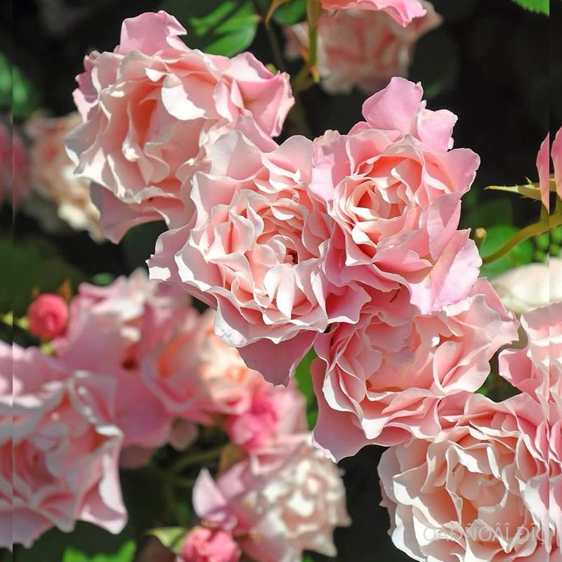 ����� (Porcelaine d�Orient)