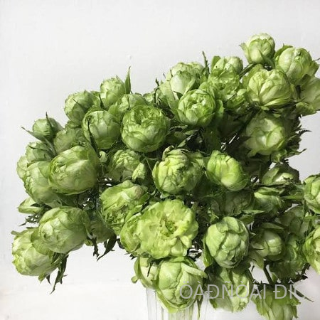 ��������� ������ (Princess Midori)