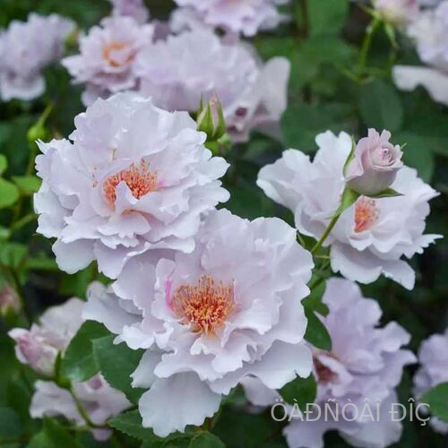 ����� (Couture Rose Tilia)