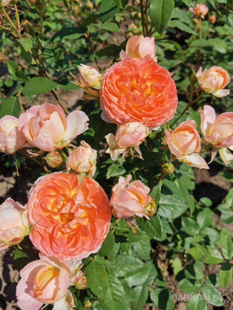 ��������� ���� (Princess Aiko)