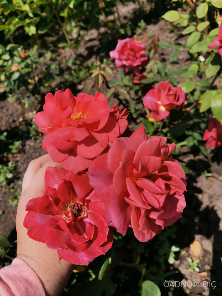 ������ ��� (Black Tea)