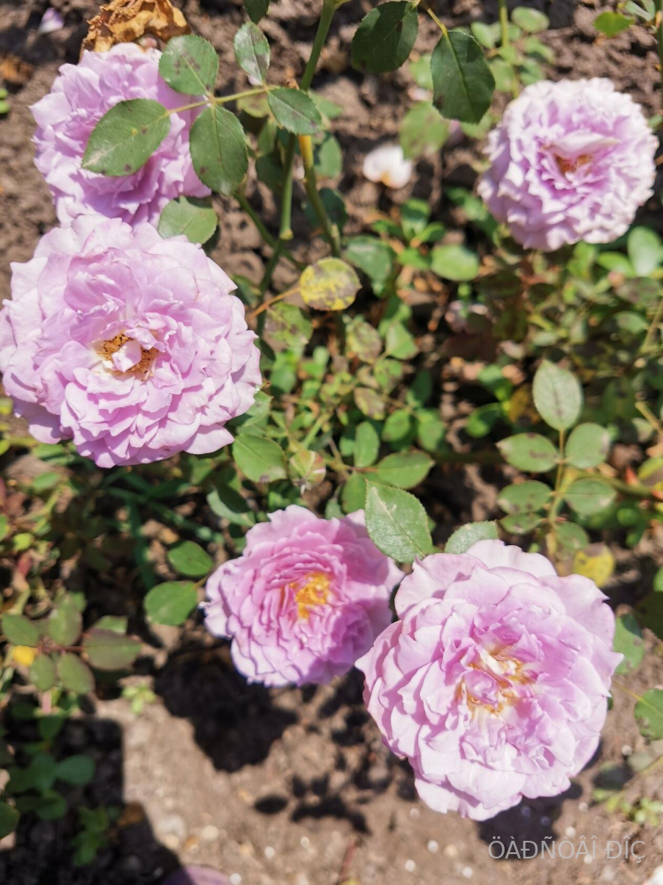 �������� ������� (Lavender Crystal)