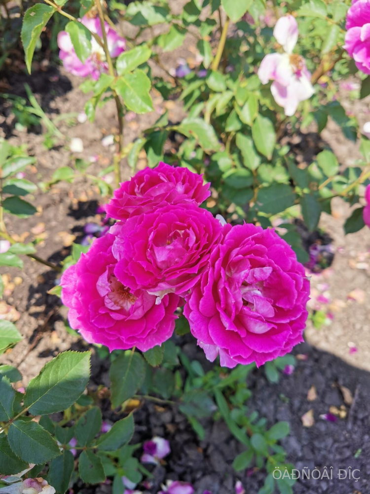 ���������� (Sheherazade)