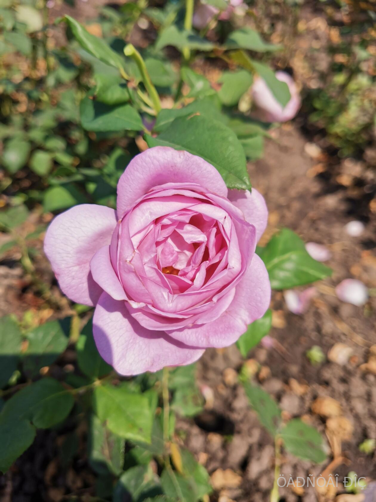 ������� ����� (Blue Storm Rose)