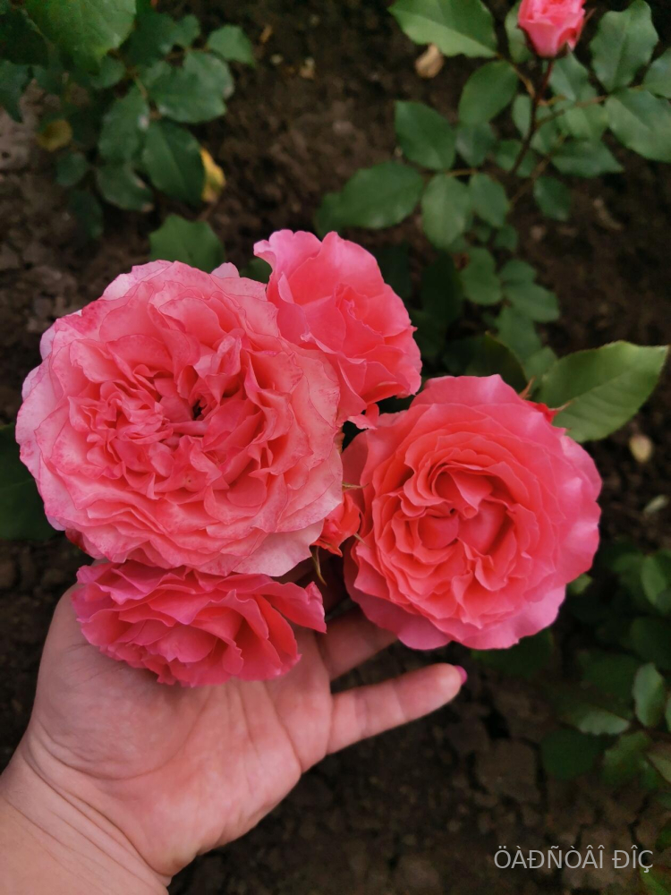 ����� ���� (Corail gelee)