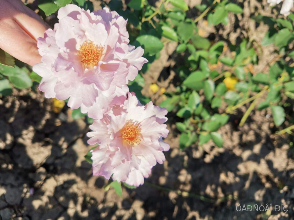 ����� (Couture Rose Tilia)