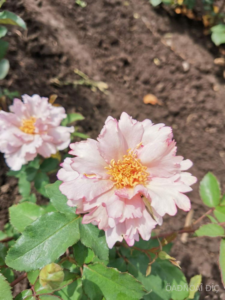 ����� (Couture Rose Tilia)