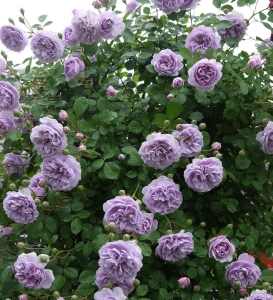 ����� ��� (Rainy Blue)
