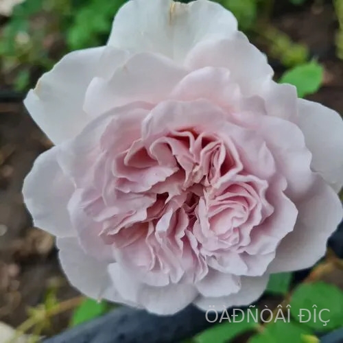 ����� �� ������ (Color of Jupiter)