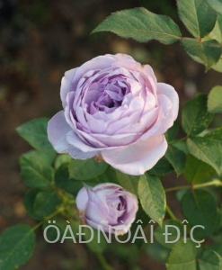 ������� ����� (Blue Storm Rose)