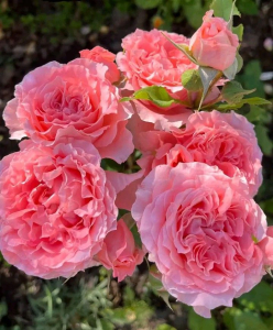 ����� ���� (Corail gelee)