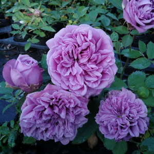 ��� ��������� (Blue Romanesque)