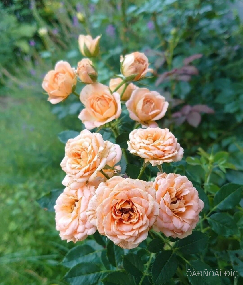 ������ ������ (Sunset Memory)