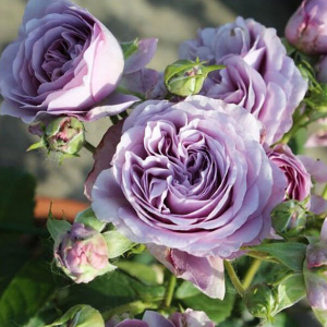 ���������� ����� (Lavender Bouquet)