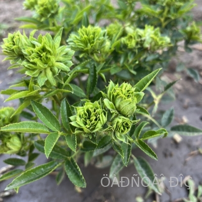��������� ������ (Princess Midori)